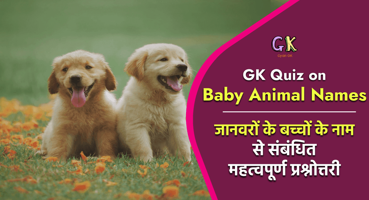 Gk Quiz on Baby Animal Names